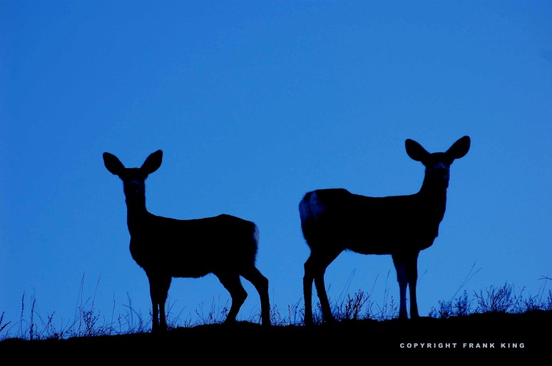 Silhouetted Deer