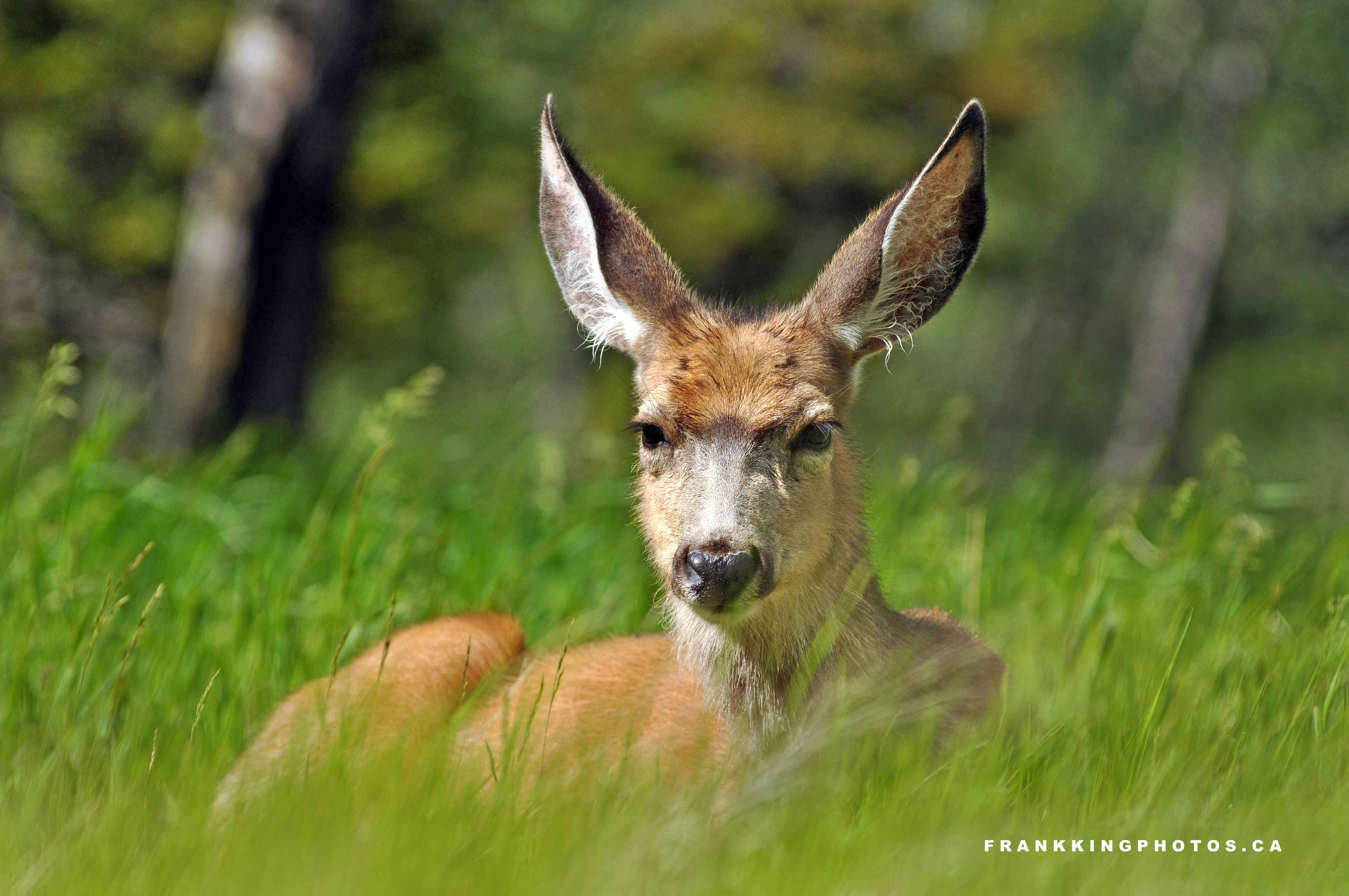 Deer Web1
