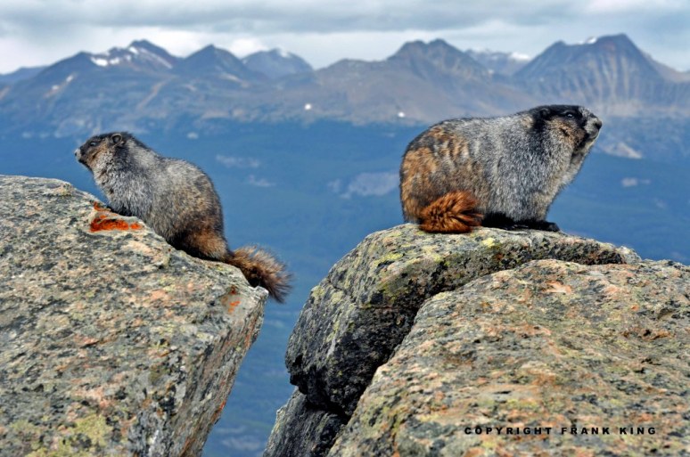 10. JasperMarmots