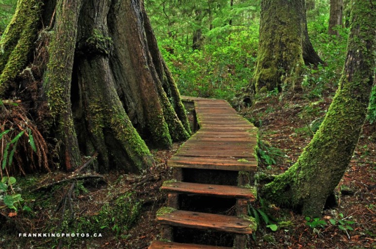 8. SchoonerCoveForest