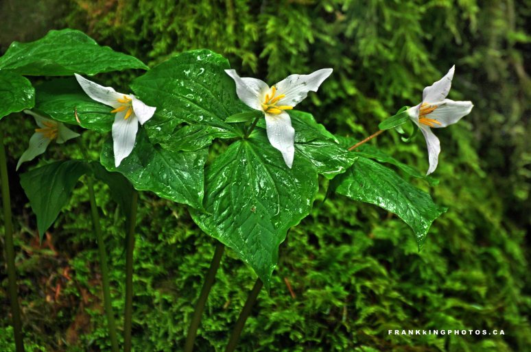 CathedralTrilliumsWeb1