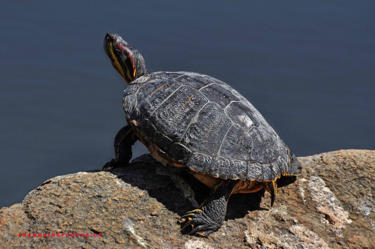Stanley Park turtle, Vancouver