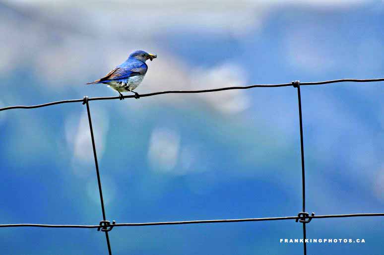 Bluebird Canada Rockies