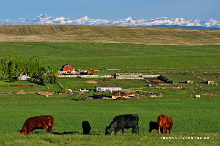 CalgaryPrairiesWeb1