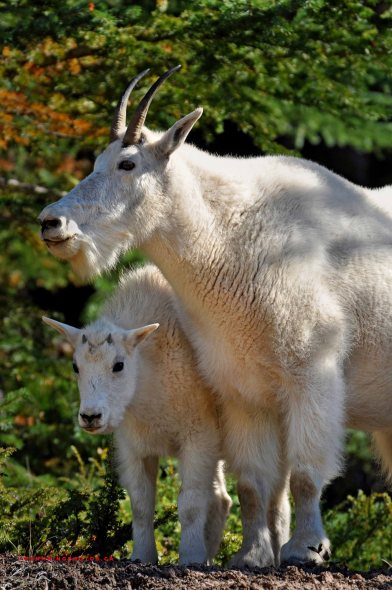Goats, Jasper National Park, Alberta