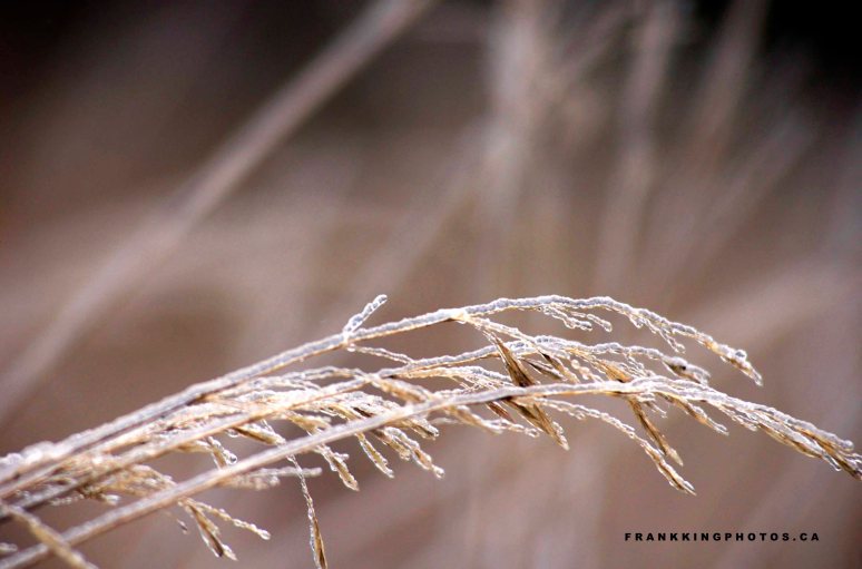 Greenwood Conservation Area