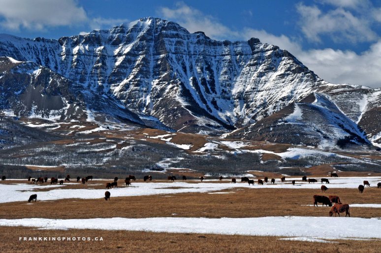 Near Waterton Lakes National Park