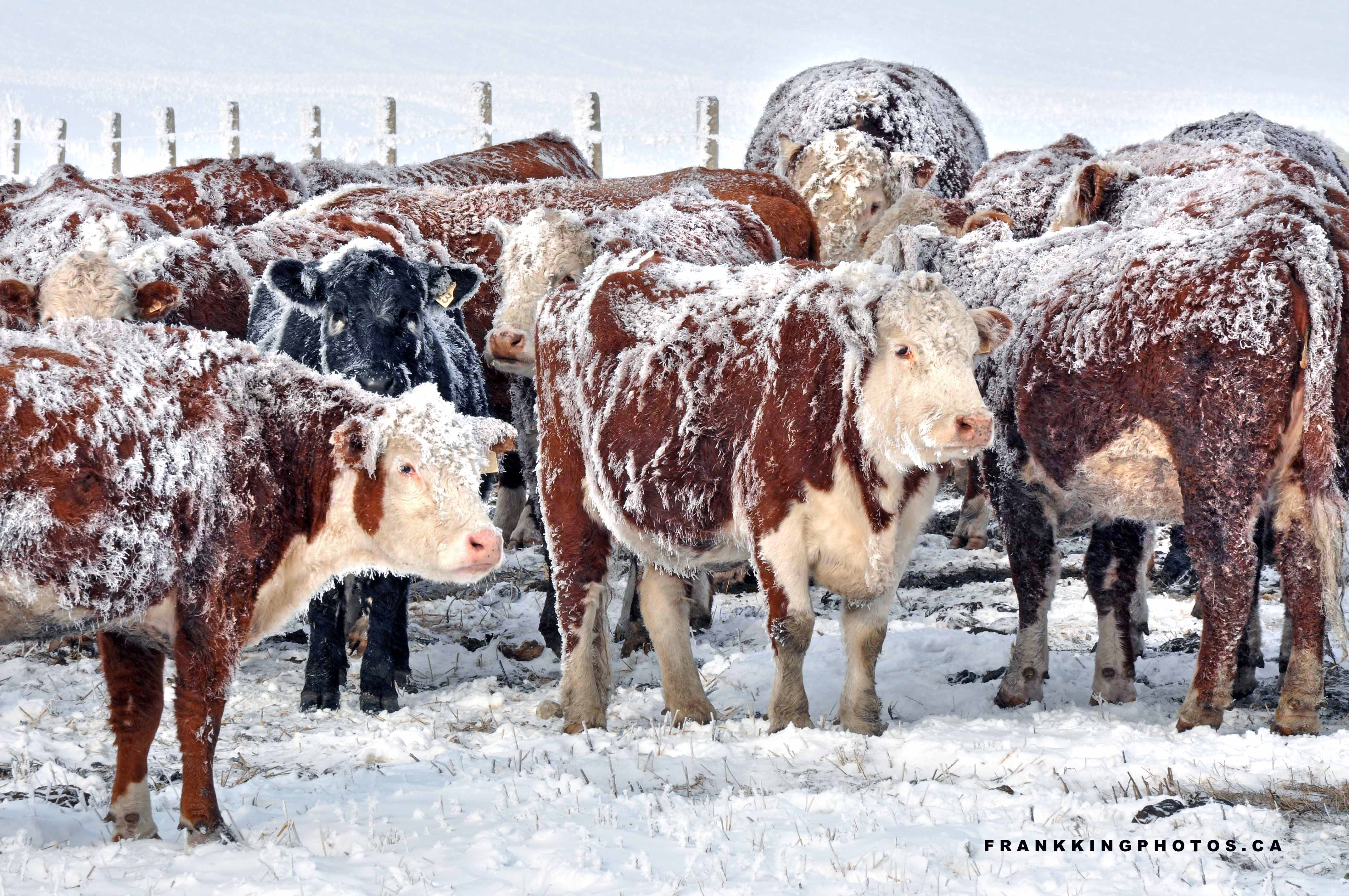 CowsWeb1