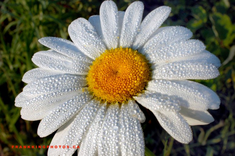 Daisy Web1