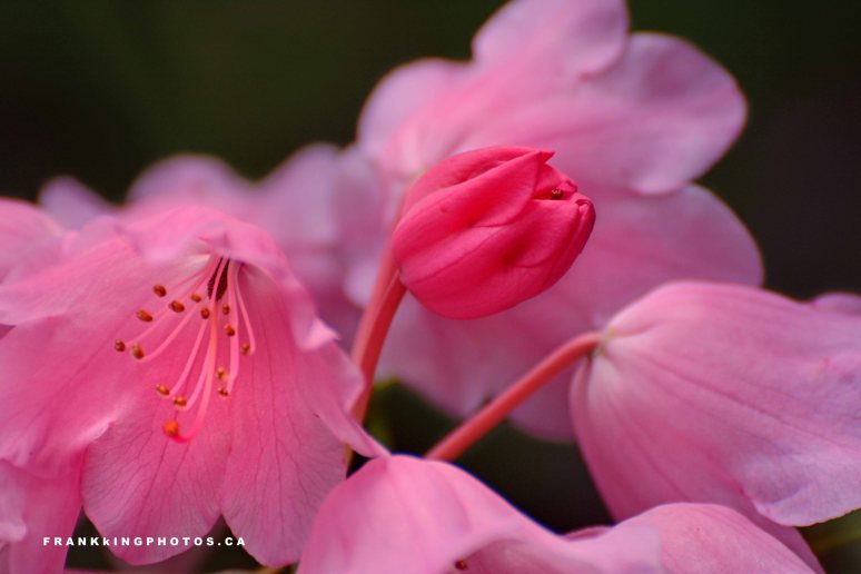 Vancouver flowers