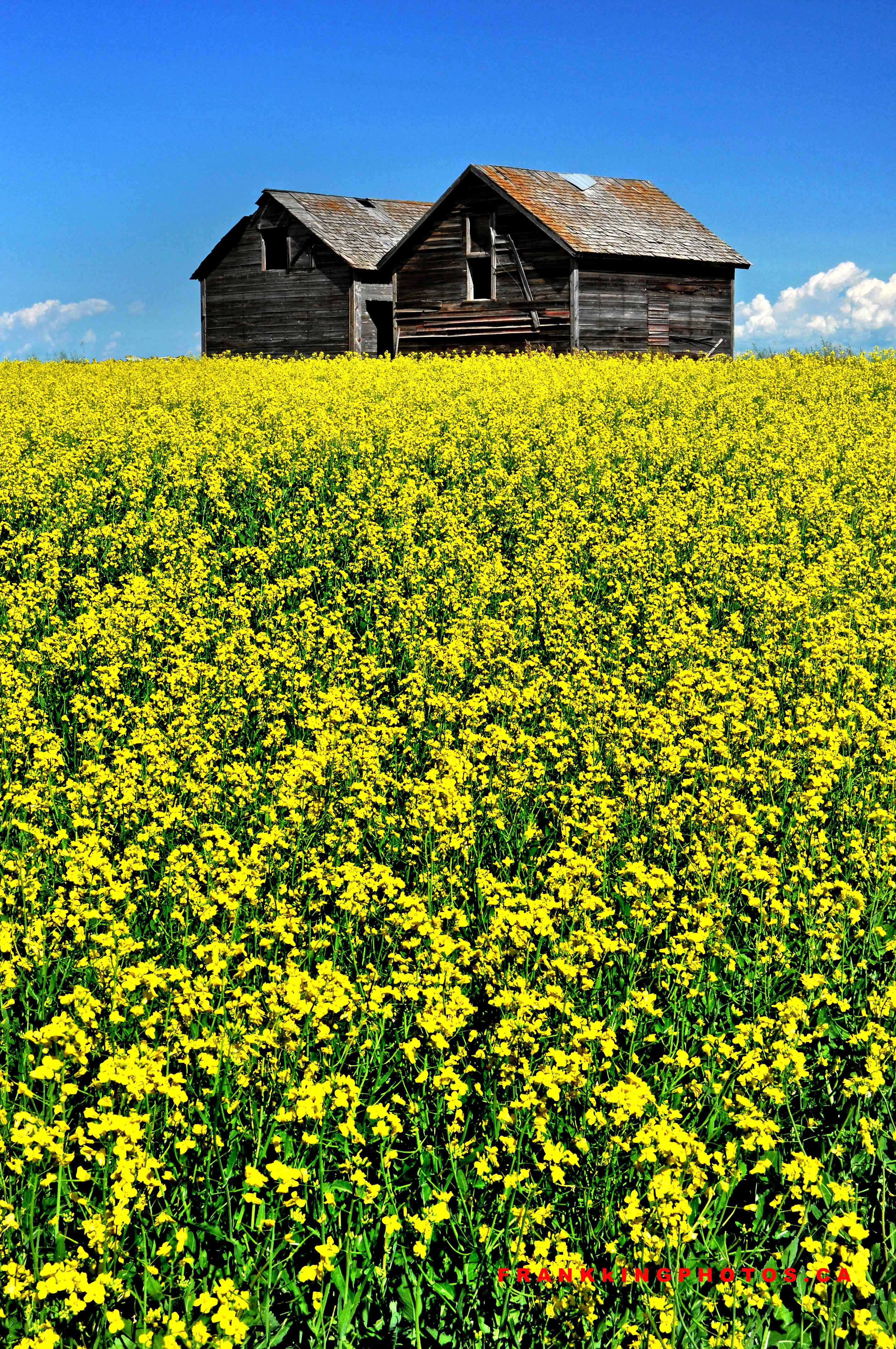 Canola field web1