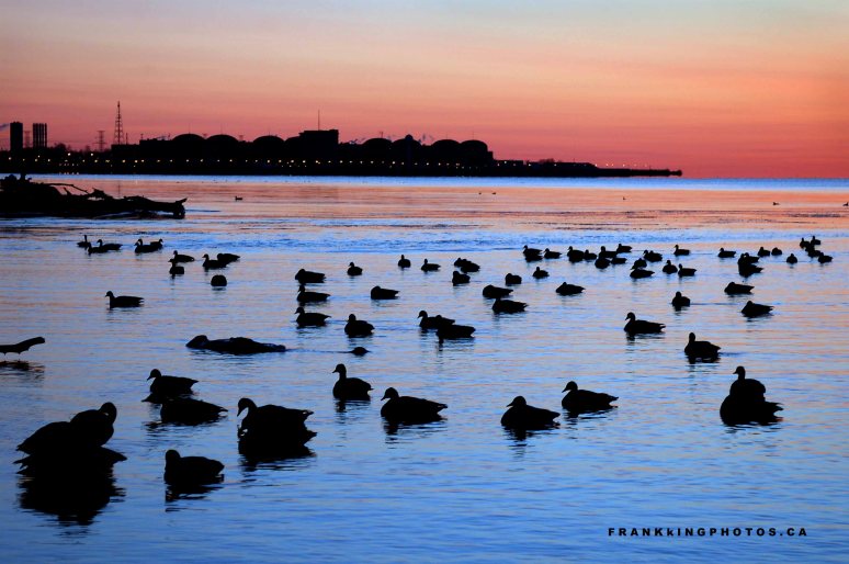 Rouge Park, Toronto, geese, Pickering nuclear plant