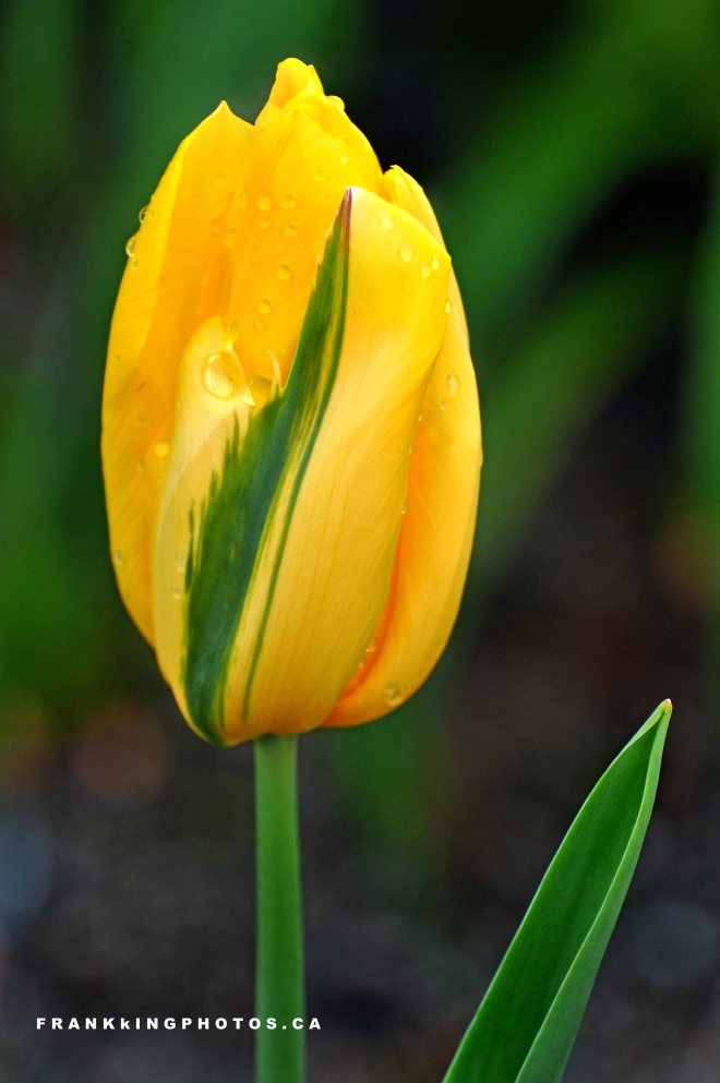 Vancouver tulip