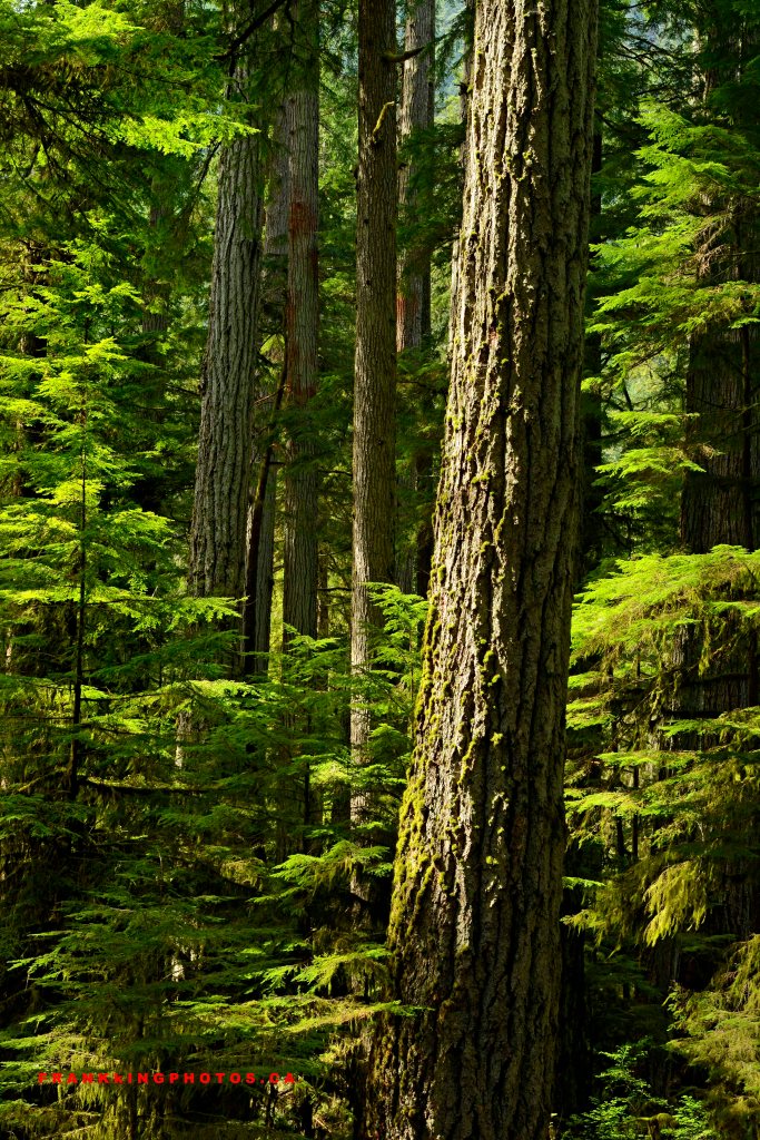 Canada rainforest British Columbia