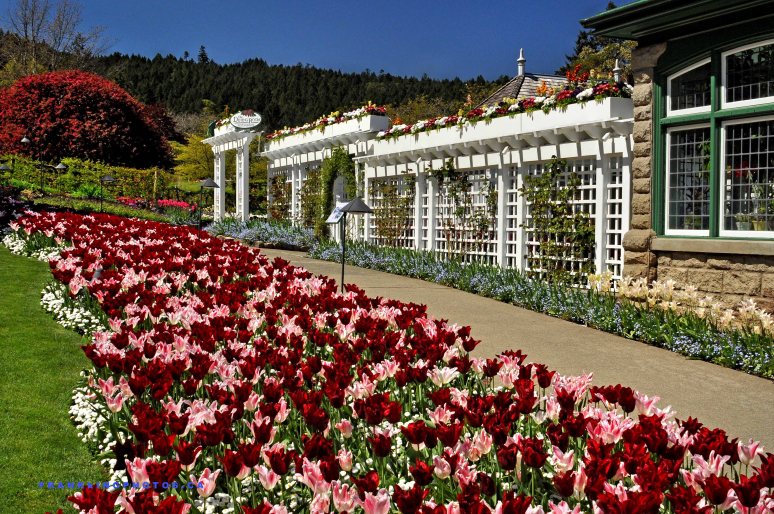 Butchart Gardens Canada Victoria flowers