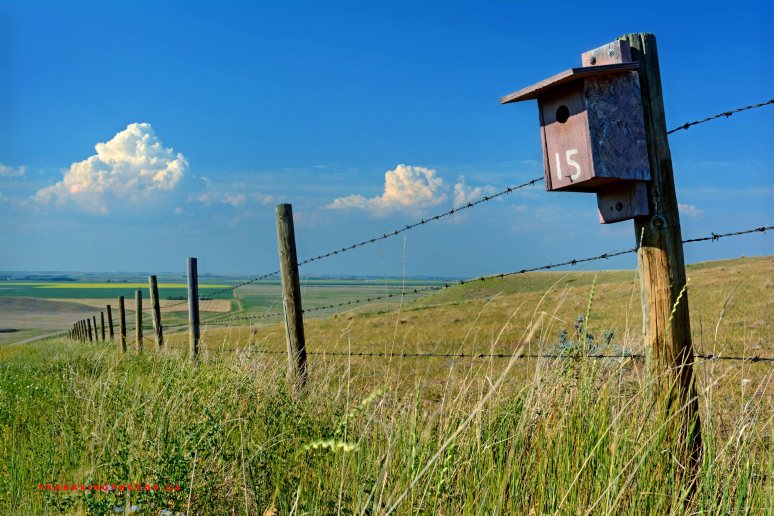 birdhouse Canada prairies summer