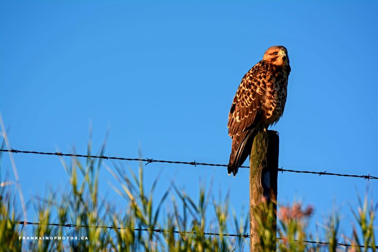 Hawk Canada Alberta wildlife