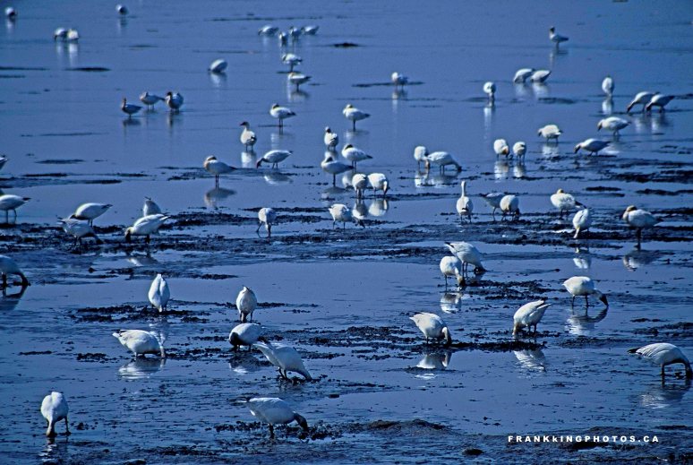 Snow geese Canada spring Quebec