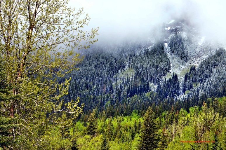 Banff spring snow Canada Rockies