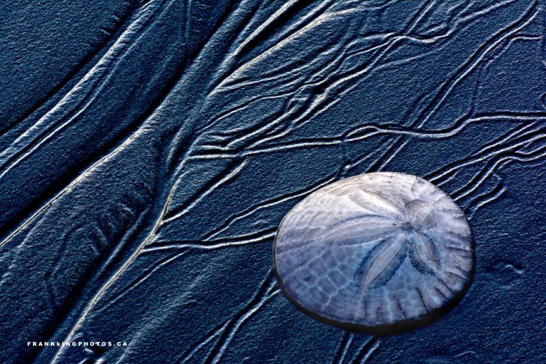 Sand dollar Tofino Canada