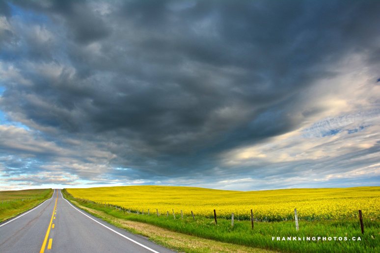 Canola prairies Canada