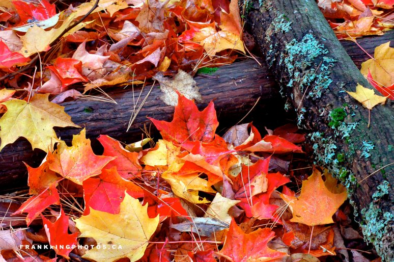 autumn leaves Ontario Canada Ajax