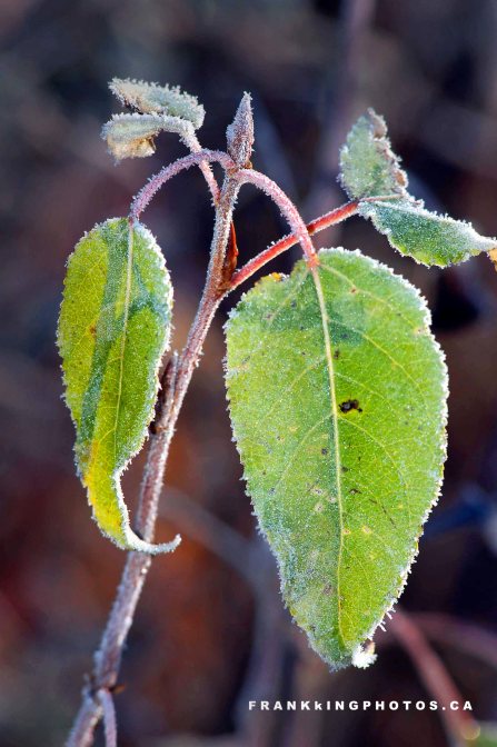 frost green leaves Canada