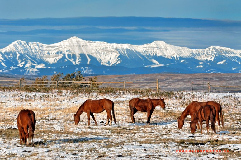 Horses Alberta Rockies
