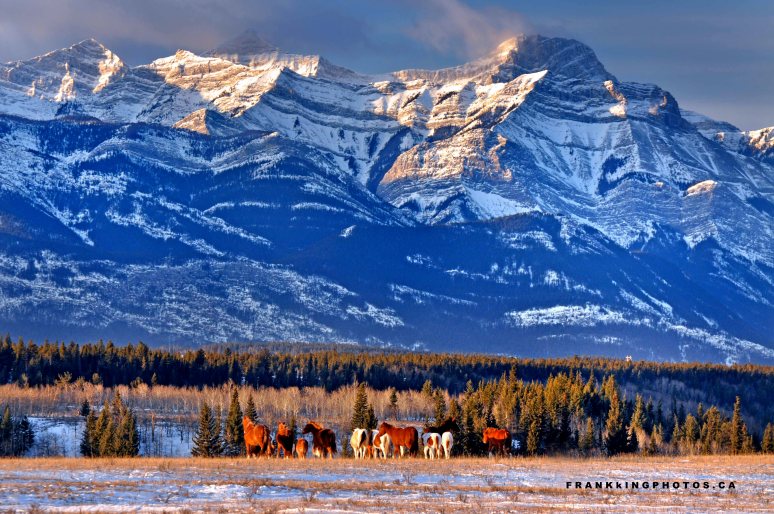 Horses winter Canada Rockies