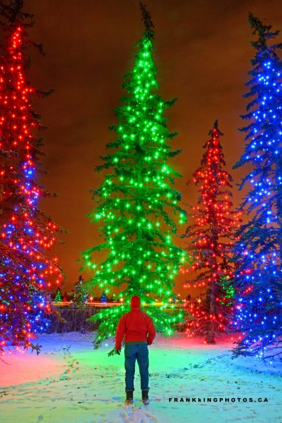 Chrismas lights Canada Calgary Xmas
